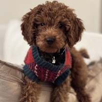 Thumbnail photo of Santa #1