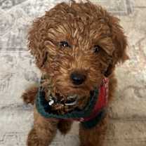 Thumbnail photo of Santa #3