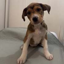 Thumbnail photo of Rosie the Riveter #1