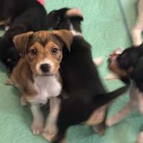 Thumbnail photo of Rosie the Riveter #3