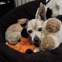 Thumbnail photo of Rosie #3