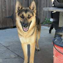 Thumbnail photo of Blue #1