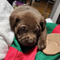 Thumbnail photo of New Years Pups - Midnight #4