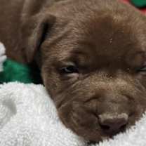 Thumbnail photo of New Years Pups - Eve #2