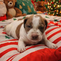 Thumbnail photo of New Years Pups - Nova #1