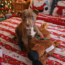 Thumbnail photo of Cocoa #2