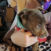 Thumbnail photo of Cocoa #4