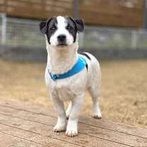 Thumbnail photo of Mohun #3