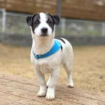 Thumbnail photo of Mohun #4