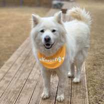 Thumbnail photo of Gusang #1