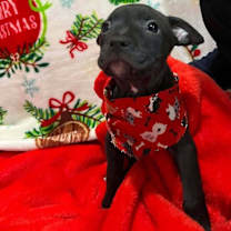 Thumbnail photo of Yukon #1