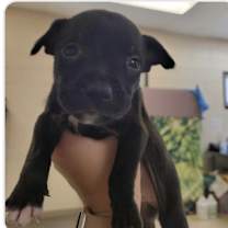 Thumbnail photo of Yukon #2