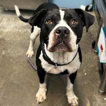 Thumbnail photo of Gunner "Sampson" #4