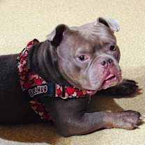 Thumbnail photo of Snatch #1