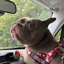 Thumbnail photo of Snatch #2