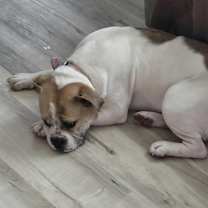 Thumbnail photo of Chevy #2