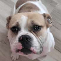 Thumbnail photo of Chevy #3