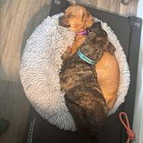 Thumbnail photo of GINGER (local) KY #2