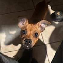 Thumbnail photo of GINGER (local) KY #3