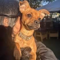 Thumbnail photo of GINGER (local) KY #4