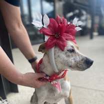 Thumbnail photo of Ginger #2