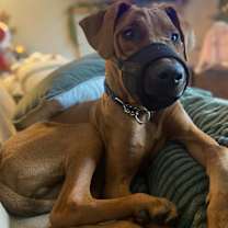 Thumbnail photo of Clifford #2