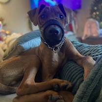 Thumbnail photo of Clifford #3