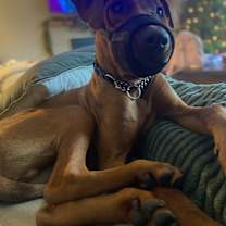 Thumbnail photo of Clifford #4