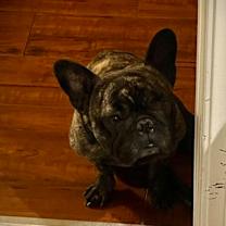 Thumbnail photo of Shadow #2