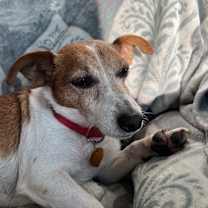 Thumbnail photo of Sycamore #2