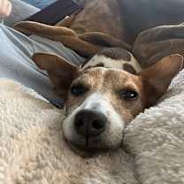 Thumbnail photo of Sycamore #4