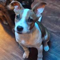 Thumbnail photo of Noelle #4