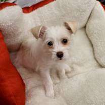 Thumbnail photo of Cher #1