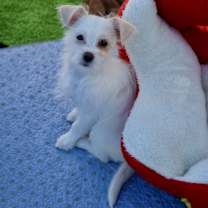 Thumbnail photo of Cher #3