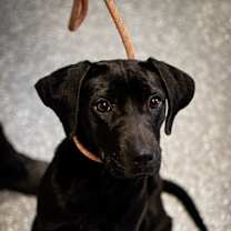 Thumbnail photo of Raisin #2