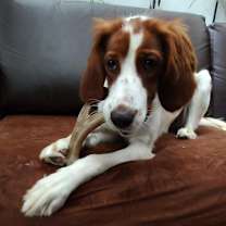 Thumbnail photo of Available - Juliette #1