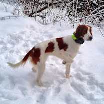 Thumbnail photo of Available - Juliette #2