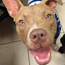 Thumbnail photo of Marshall #1