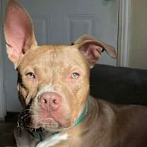 Thumbnail photo of Marshall #4