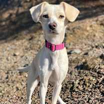 Thumbnail photo of Lemon Drop #2