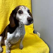 Thumbnail photo of Freddy #3