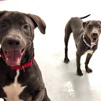 Thumbnail photo of Mica #2