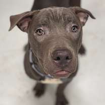 Thumbnail photo of Mica #3