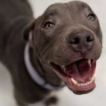 Thumbnail photo of Mica #4