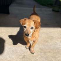 Thumbnail photo of Kirby #1