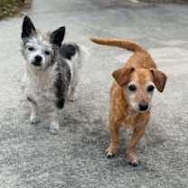 Thumbnail photo of Kirby #3