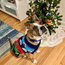 Thumbnail photo of Trixie #1