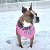 Thumbnail photo of Trixie #2