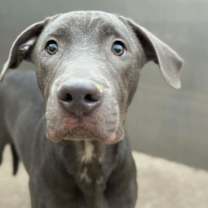 Thumbnail photo of Benny #2