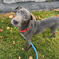 Thumbnail photo of Benny #3